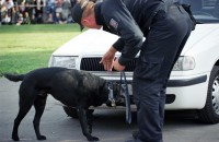 Canine unit of Ostrava Municipal Police 
